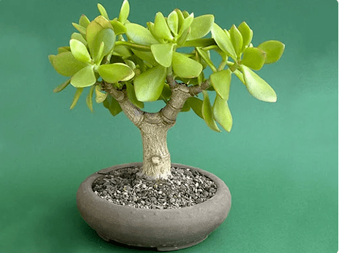 DIY Tılsım
